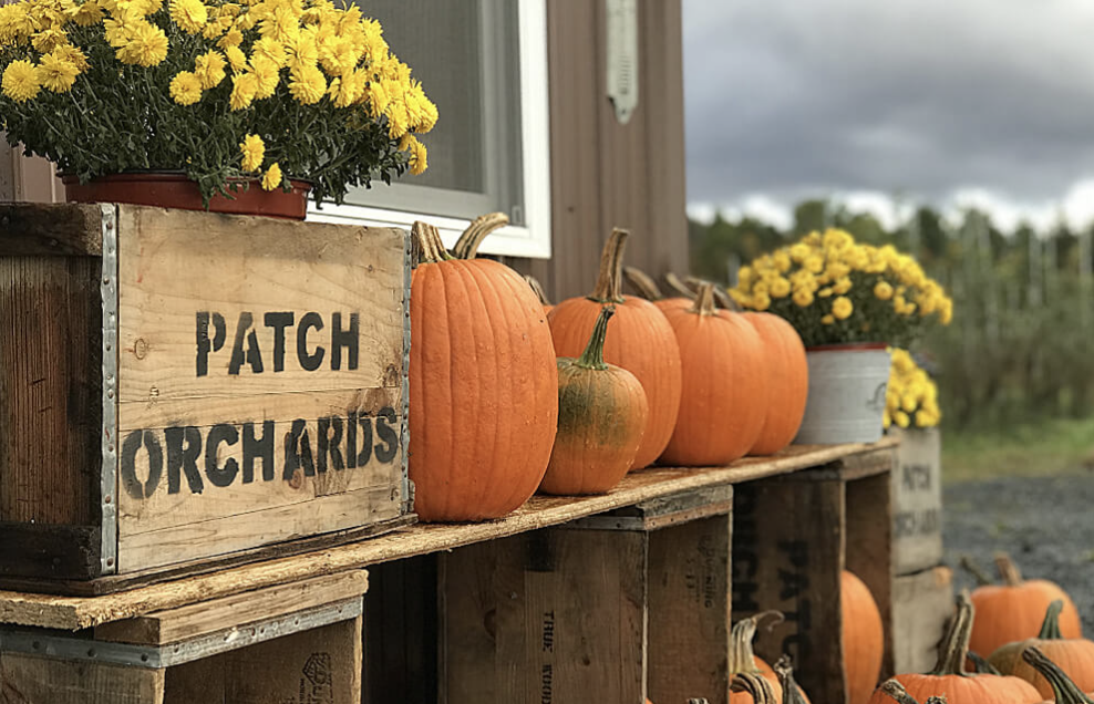 Snapshot from Patch Orchards