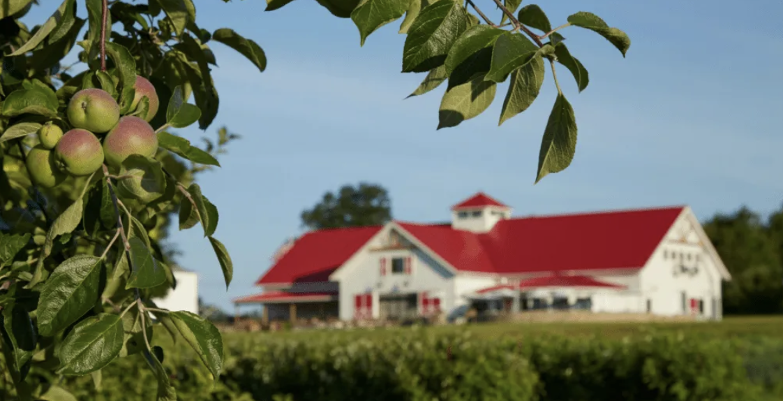 Apples picked by hand in a New England orchard